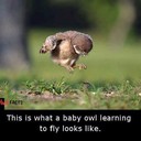 Baby Bird trying to fly...................