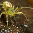 SPIDERS: ALIVE AND DEADLY - CITY CENTRE9:30AM TO 5:00PM TUESDAY 27 JUNE 2017 (DAILY EVENT)Spiders are the most successful animals on the planet – they can spin webs, climb, swim, dance, parachute and they can even drop a limb when threatened and grow it back.for more info and tickets:: https://australianmuseum.net.au/landing/spiders-alive-and-deadly/Overcome your fears and get closer to over 400 real spider specimens including live tarantulas, giant water spiders, and deadly funnel-webs.